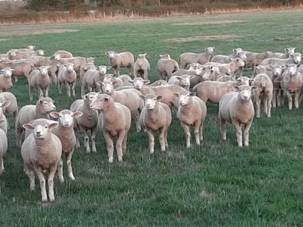 Qoʻy, Ile-de-France sheep