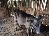 Toro, Swiss cattle — foto 4