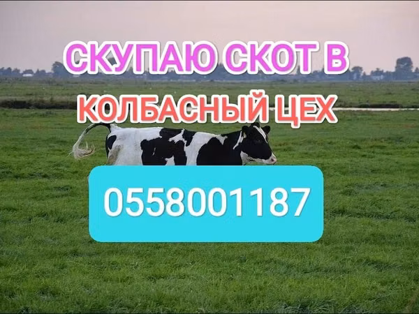 Бык, Голштинская порода — Кыргызстан
