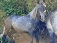 Toychoq, Thoroughbred horse — 1-rasm