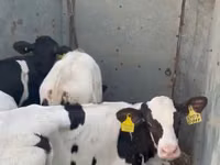 Rinder (Partie, Geschlecht nicht angegeben), Holstein-Rasse — Foto 5