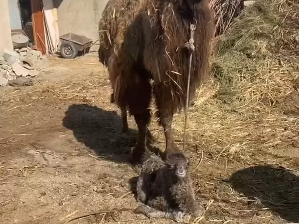 Kamelstute, Kamele — Usbekistan