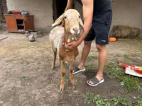 Кочкор, Рён кочкору — сүрөт 3