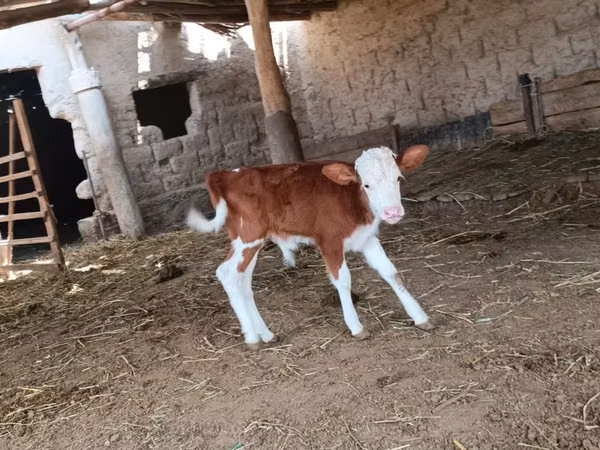 公牛, Simmental cattle — 哈萨克斯坦