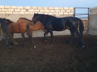 Hengst, Kushum Horse — Foto 4