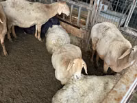 نعجة, Arashan sheep — الصورة 3