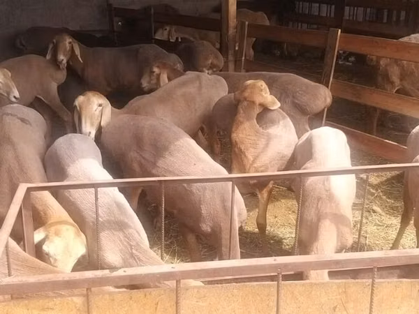 Schaf, Arashan sheep