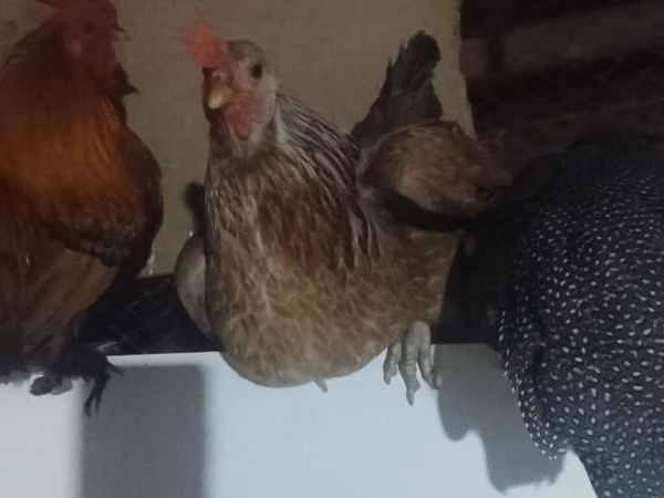 Chickens — Kirgisistan