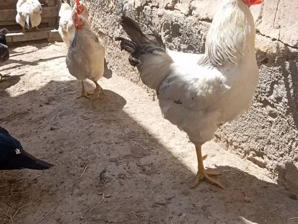 Chickens — Kirgisistan