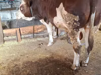 ثور, Simmental cattle — الصورة 3