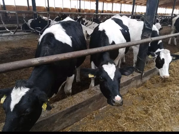 Kuh, Holstein-Rasse