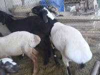 मेढ़ा, Rhon sheep — फ़ोटो 2