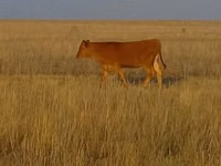 公牛, Swiss cattle — 照片 1
