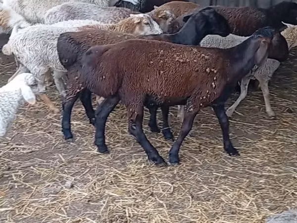 Кочкор, Гиссар койу