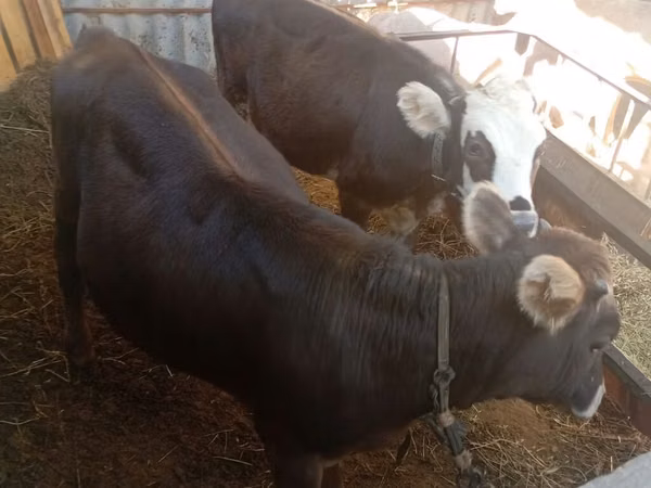Cow, Cattle