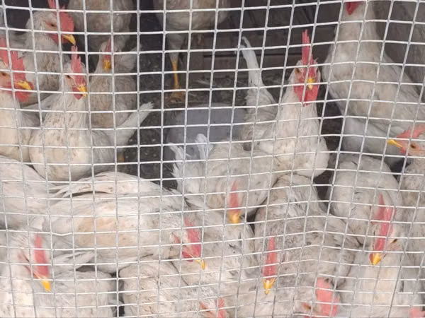 Chickens — أوزبكستان