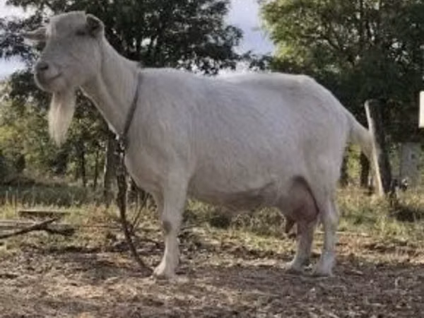 Ziege, Saanen goat