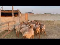 Qoʻchqor, Karakul sheep — 2-rasm