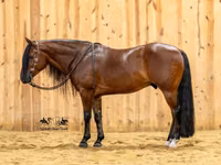 Hengst, Quarter Horse — Foto 3