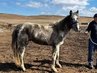 Hengst, Kazakh horse — Foto 4