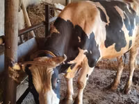 公牛, Holstein breed — 照片 3