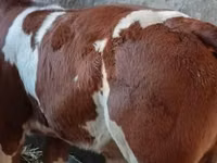 Toro, Simmental cattle — foto 1