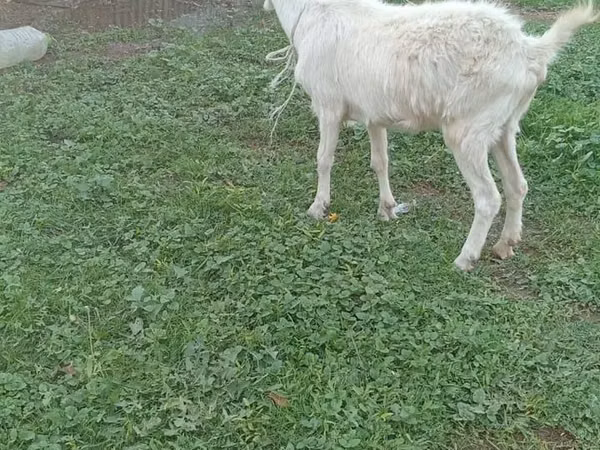 母山羊, Saanen goat — 哈萨克斯坦