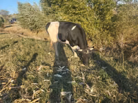 Kuh, Simmental cattle — Foto 2