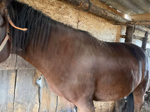 母马, Horses