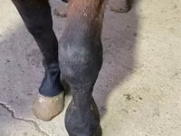 Айғыр, Arabian horse — 4-сурет