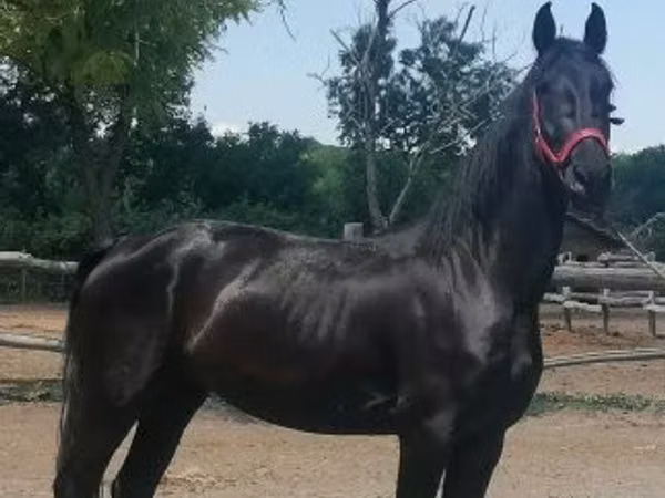 Бээ, Фриз породу