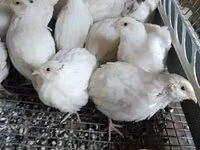 إنجليش وايت — الصورة 2