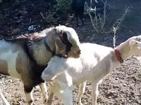 母山羊, Goats — 照片 1