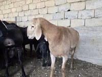 公羊, Sheep — 照片 4