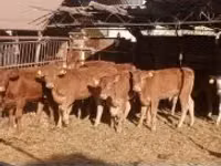 सांड, लिमोज़िन गाय — फ़ोटो 1