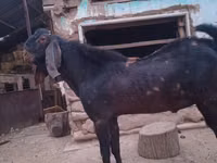 تيس, الماعز — الصورة 3