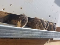 Quails — Foto 3
