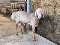 كبش, Arashan sheep — الصورة 7