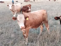 公牛, Kazakh White-headed cow — 照片 3