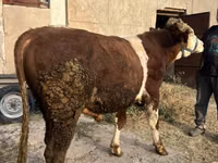 Bulle, Simmental cattle — Foto 1