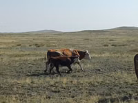 Rinder (Partie, Geschlecht nicht angegeben), Simmental cattle — Foto 6