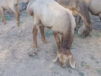 كبش, Hissar sheep — الصورة 1