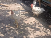 Chickens — Foto 4
