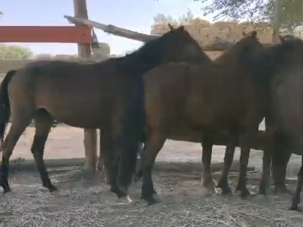 فرس, Kazakh horse — كازاخستان