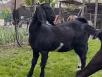 Ziegenbock, Nubian Goat — Foto 4
