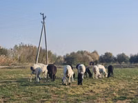 كبش, الأغنام — الصورة 1