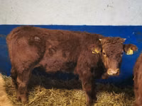 Rinder (Partie, Geschlecht nicht angegeben), Limousin-Kuh — Foto 4