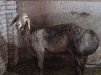 Qoʻchqor, Hissar sheep — 3-rasm