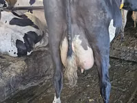 Kuh, Holstein-Rasse — Foto 4