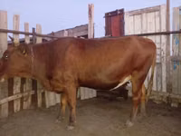 गाय, Latvian Blue cattle — फ़ोटो 4